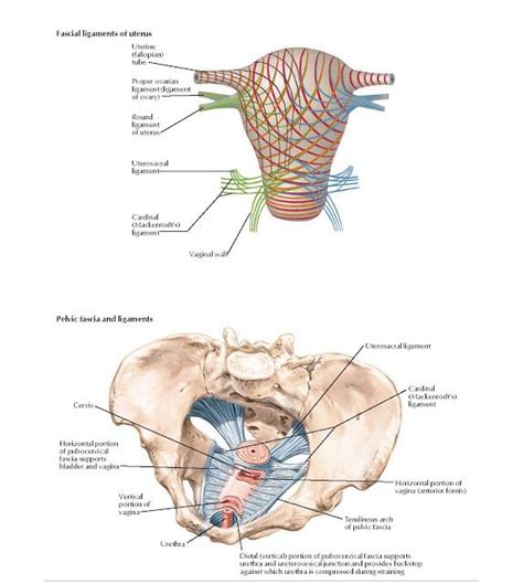 Ligaments Of Uterus