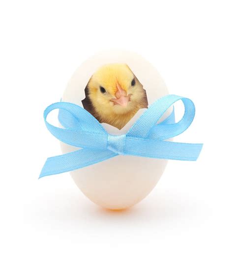 84 Baby Chick Coming Out Egg Photos Free And Royalty Free Stock Photos