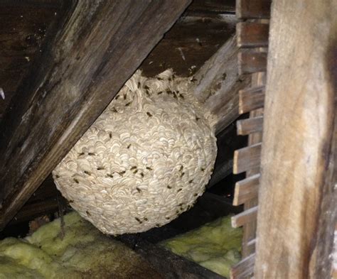 Wasp Nest In Attic Removal Photos