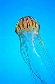Though invertebrates have the simple structure, their size is small, compared to vertebrates which may vary from small to the big one. Do Jellyfish Have Brains? - Jellyfish are known for being ...