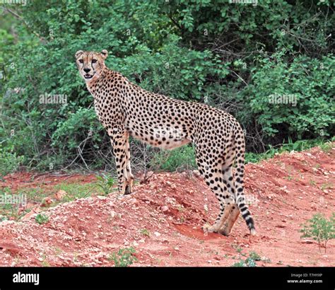 Cheetah Acinonyx Jubatus On The Lookout Stock Photo Alamy
