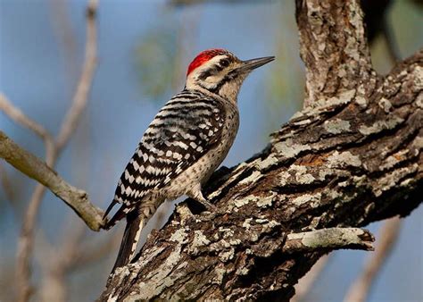 High quality ladder backed woodpecker gifts and merchandise. Ladder-backed Woodpecker, male, SW US | Woodpecker, Bird ...