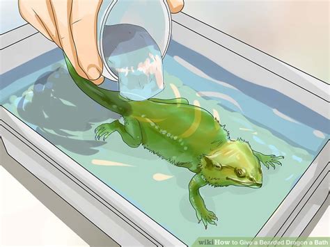 So in today's video i decided to share with you how to give a bearded dragon a bath. How to Give a Bearded Dragon a Bath: 11 Steps (with Pictures)