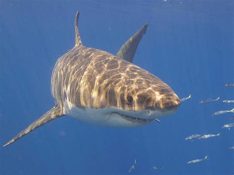 Great White Shark Fish Facts Carcharodon Carcharias Az Animals