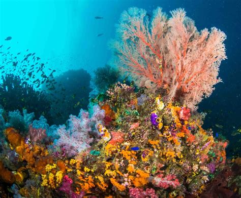 Los 10 Arrecifes De Coral Más Impresionantes Del Mundo El Nuevo Día