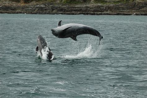 Our hotel is also a favoured corporate hotel with close proximity to many. Nic Slocum | Whale watching, West cork, Whale
