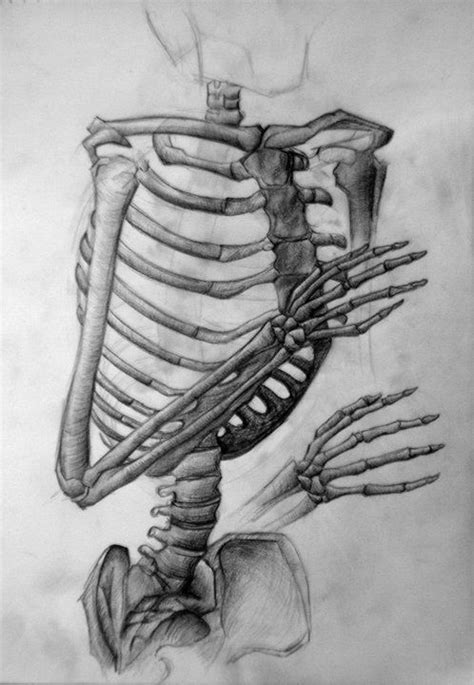 Skelett Bones Torso Bleistift Anatomie Minimalist Tattoo Pencil Drawings Paintings