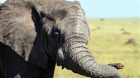 Mensch Ist Schuld Deutlich Mehr Elefanten Ohne Stoßzähne Geboren Mdrde