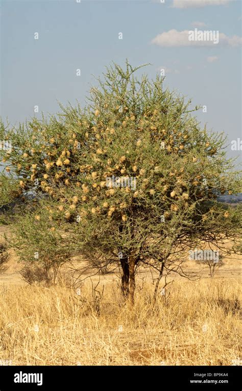 Nesting Colony In Acacia Hi Res Stock Photography And Images Alamy
