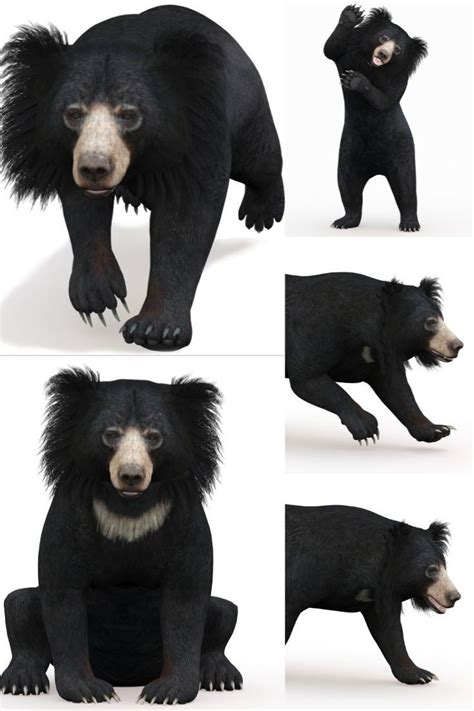 Sloth Bear 3d Model Animated For Purchase Sloth Bear Bear Sloth