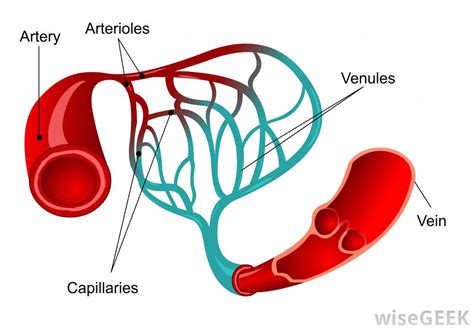 Blood Vessels Labeled Brain Print Ventricles Meninges Csf And Blood
