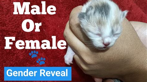 Revealing The Genders Of My Kittens Male Or Female Kitten How To