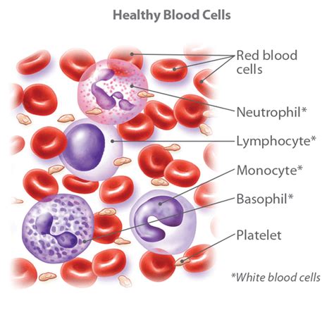 Blood Cancer Types Symptoms Causes Treatment And Prognosis Ctca