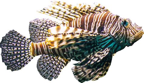 Lionfish Habitat Diet Interesting Facts Science4fun