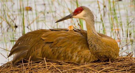 The Sandhill Crane Grus Canadensis Is A Species Of Large Crane Of