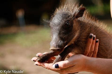 Orphaned Baby Warthogs Find A Home At Rhino River Lodge Africa Geographic