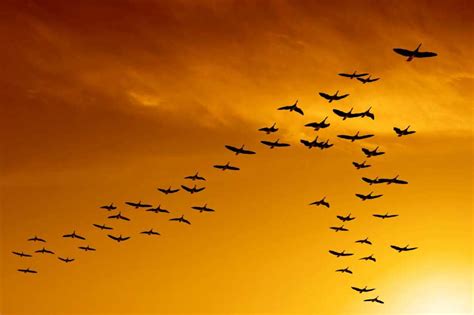 Migratory Birds Lack Protection From The World