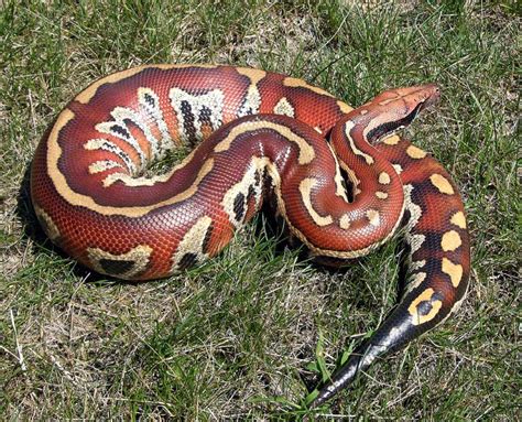 Blood Python Facts And Pictures Reptile Fact