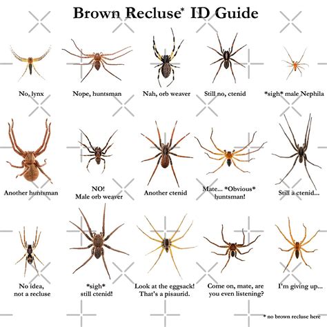 Brown Recluse Id Guide By Arthrolove Redbubble