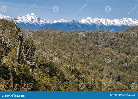Southern Beech Forest With Snow Covered Mountain Range In Southern Alps