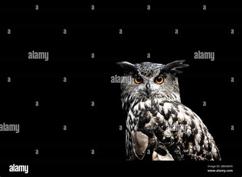 Eurasian Eagle Owl With A Black Background Stock Photo Alamy