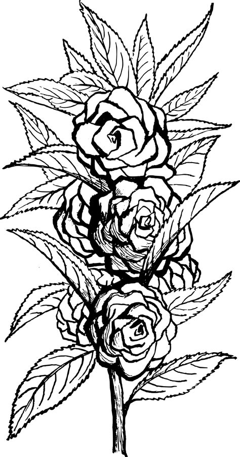 Piękne róże kolorowanka do druku