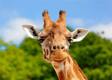 Giraffes Are Much More Socially Intelligent Than Previously Thought
