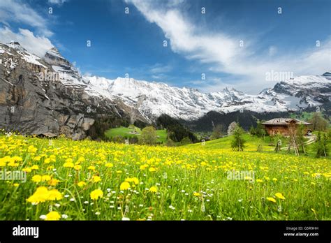 Grindelwald Landscape Switzerland Landscape Of Yellow Flower Fields
