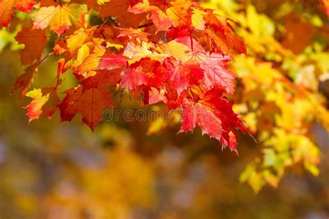 Orange Autumn Leaves Background With Very Shallow Focus Stock Image