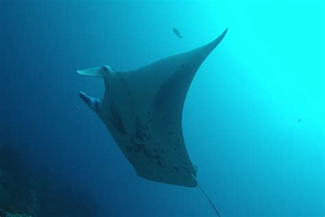 Reef Manta Ray Recorded For First Time In Eastern Pacific Discover