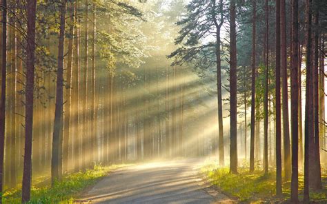 Rays Of The Sun Through The Smoke In The Woods Wallpapers And Images