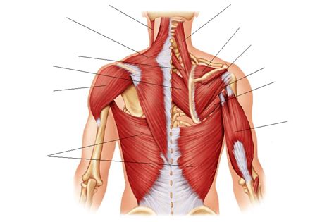 Unlabeled Back And Shoulder Muscles Posterior Shoulder Muscles