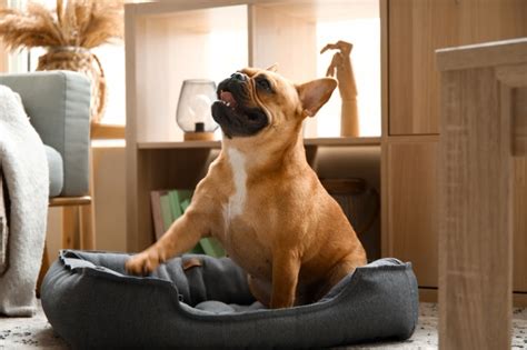 The 10 Best Dog Beds For French Bulldogs Review Dog Posted