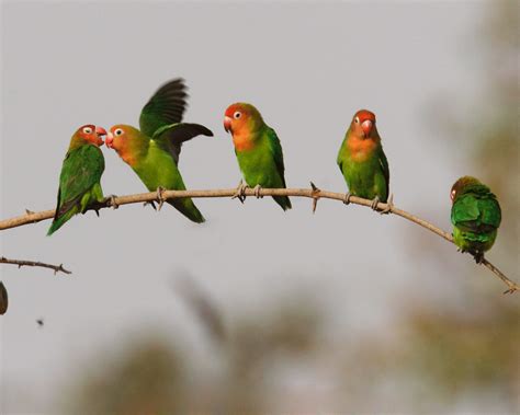 The cold winters accompanied by heavy snowfall make it difficult for beautiful animals to survive. Lovebird Wallpapers - Wallpaper Cave