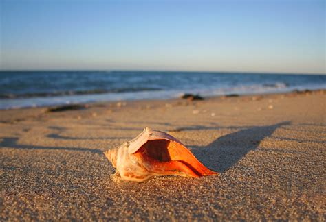 Nantucket Whelk Shell Dionis Beach ©christopher Seufert P Flickr