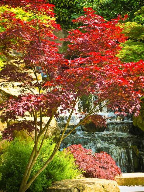 Working With Japanese Maples And Bamboo In Landscaping