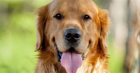 15 Signs That Indicate Youre A Crazy Golden Retriever Person And Are