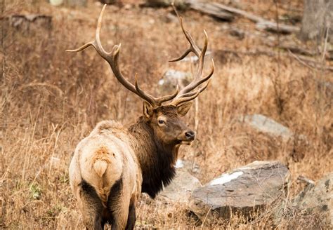 Explore Elk Country On The Elk Scenic Drive Pennsylvania Wilds