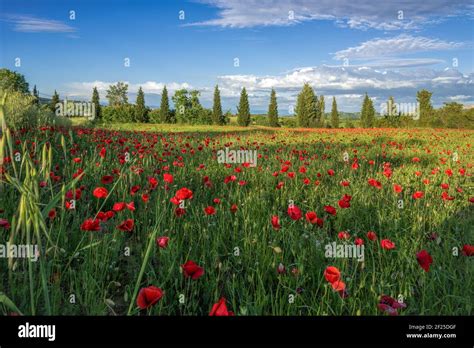 Poppy Field In Tuscany Stock Photo Alamy