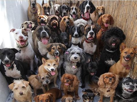 Razas De Perros Con Fotos Razas De Perro Pomerania El Perro Perfecto Si Vives En