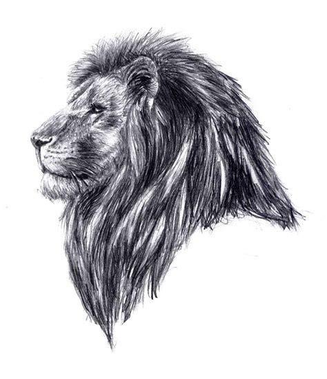 How To Draw A Lion Head Drawingnow