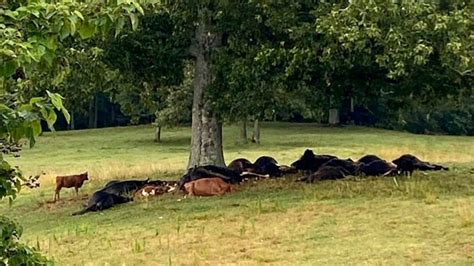 Dozens Of Cows Killed By Lightning In Alabama Newzbite