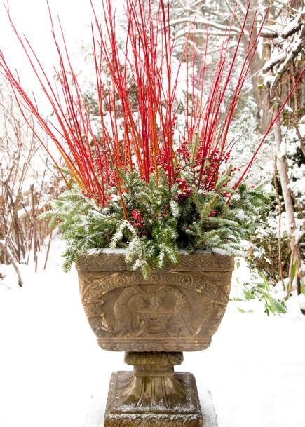 Phormium is best known as an architectural evergreen which brings arched shaped leaves in all manners of colour, some with stripes, pink tones, bronze shades, or purple hues. How to Make Winter Garden Planters • The Garden Glove