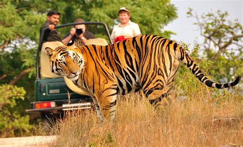 Jeep Safari In Ranthambhore Tiger Reserve Ranthambhore National Resort