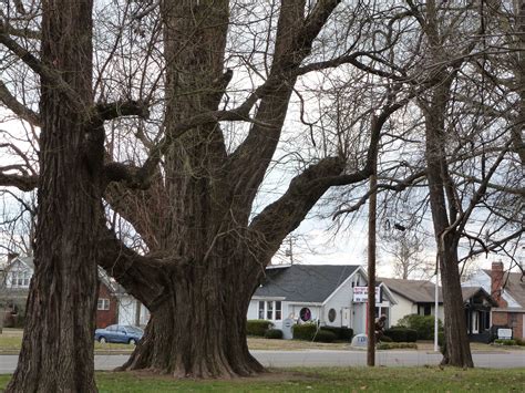 Other two members of the genus, sassafras tzumu. Kentucky Travels: Giant Sassafras Tree- Owensboro
