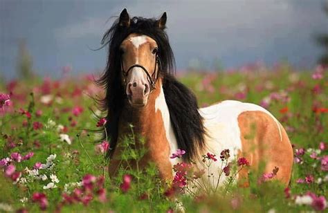 Paint Horse In A Field Of Flowers Horses Pinterest Beautiful