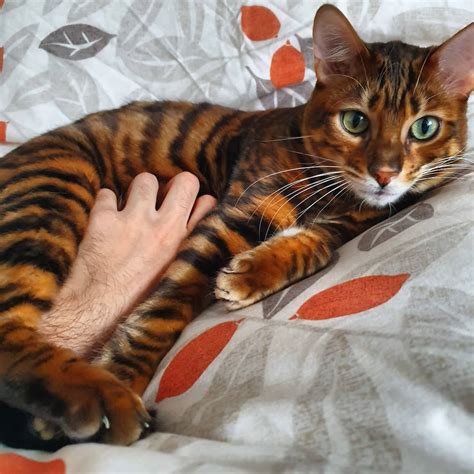 Toyger for sale | Warwick, Warwickshire | Pets4Homes