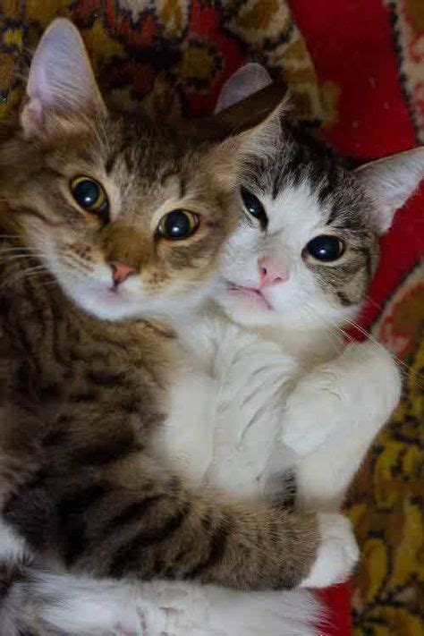Two Besties Hugging Eachother Cats Catfriends Bestfriends Socute