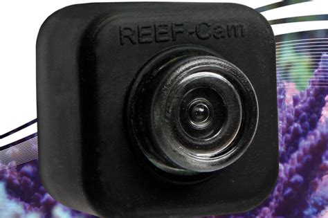 Stream Live Video Underwater New Icecap Reef Cam Reefbum