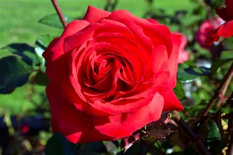 Rosa Mister Lincoln Bunga Mawar Merah Foto Stok Unduh Gambar Sekarang